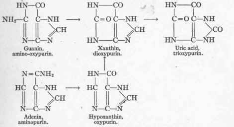 Purin Metabolism Gout 85