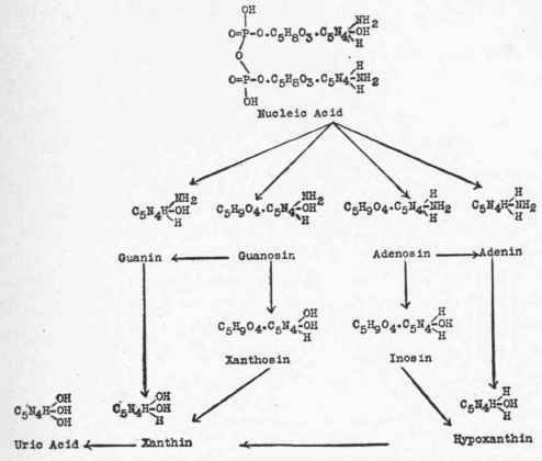 Purin Metabolism Gout 92