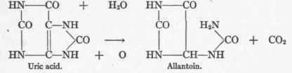 Purin Metabolism Gout 95