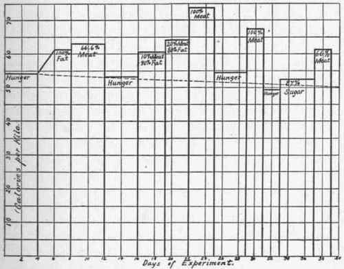 Rubner's chart indicating the specific dynamic action of different food stuffs.