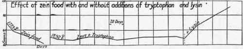 Showing nutritive decline on zein food, maintenance after addition of tryptophan.