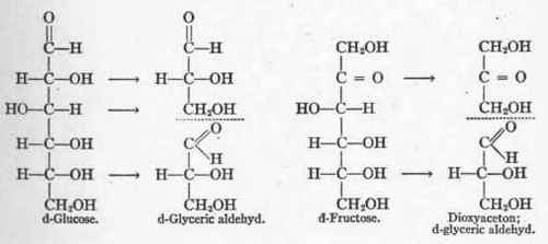 The Intermediary Metabolism Of Carbohydrate 67