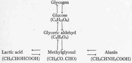 The Intermediary Metabolism Of Carbohydrate 70