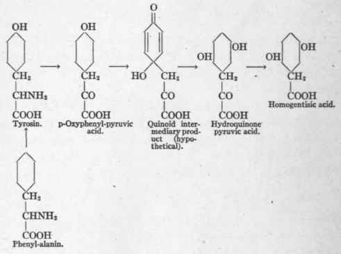 The Process Of Deamination 25
