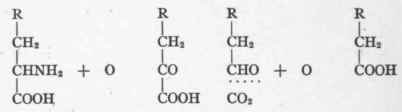 The Process Of Deamination 29