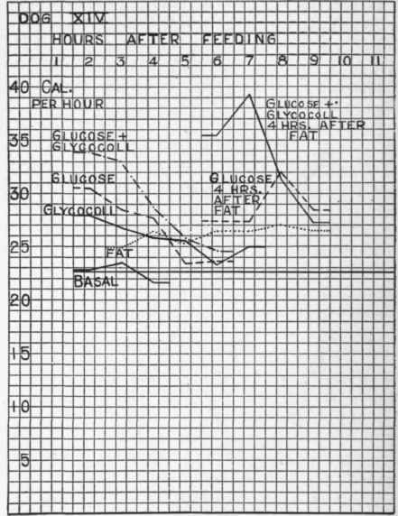 The effect of fat, of glycocoll, of glucose, of glucose + glycocoll, and of glucose + glycocoll + fat.