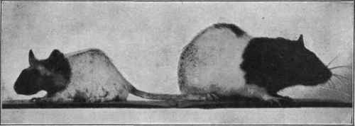 The rations of these two rats had the same composition as shown by chemical analysis