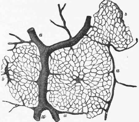 Capillary Network of a Lobule of the Liver.