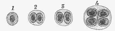 Cells of a fungus (Glaeocapsa) showing different stages (1 4) of endogenous division.