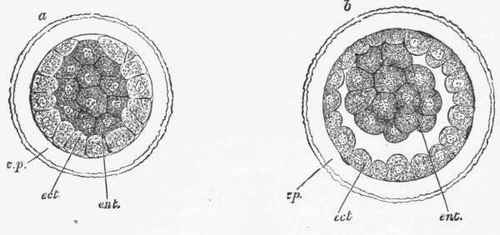 Changes In The Ovum Subsequent To Impregnation 282