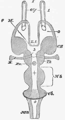Diagram of a horizontal section of a vertebrate brain.