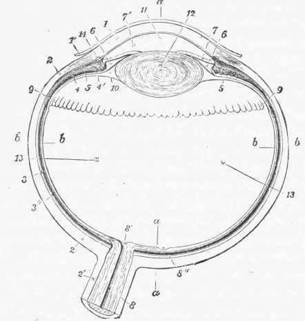 Diagram of a horizontal section through the human eye.