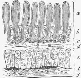 Diagram of a longitudinal section of the Wall of the Small Intestine.