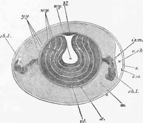 Diagram of a section of an unimpregnated fowl's egg.
