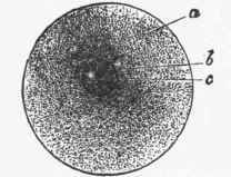 Diagram of animal cell (ovum). {Gegenbauer).