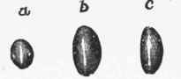 Diagram of lens viewed from the side at different periods of life, a, At birth; b, Adult; c, Old age.