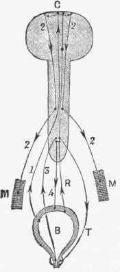 Diagram of the Nervous Mechanism of Micturition. B. Bladder. M. Abdominal muscles.