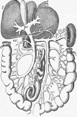Diagram of the Portal Vein (p v) arising in the alimentary tract and spleen (s), and carrying the blood from these organs to the liver.