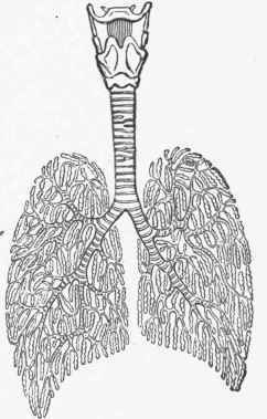 Diagram of the Respiratory Organs.