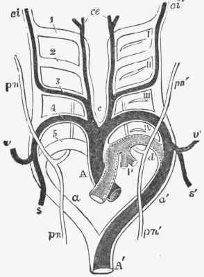 Diagram of the aortic arches; the permanent vessels arising from them are shaded darkly.