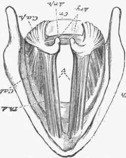 Diagram of the opening of the larynx from above.
