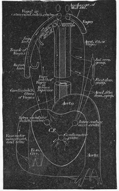 Diagrammatic Plan of the Cardiac Nerve mechanism.