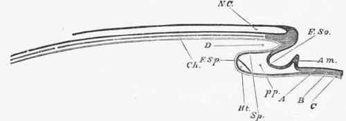 Diagrammatic longitudinal section through the axis of an embryo chick.