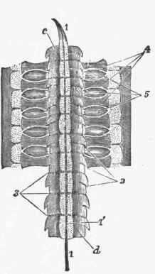 Division of the vertebral column of a chick. (Kolliker after Remak).