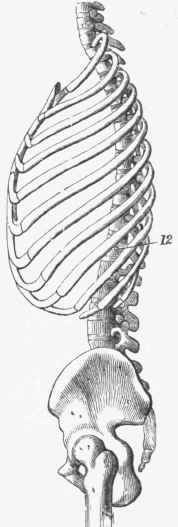 Drawing of the lateral view of Thorax in the position of gentle inspiration, showing the downward slope ol the ribs.