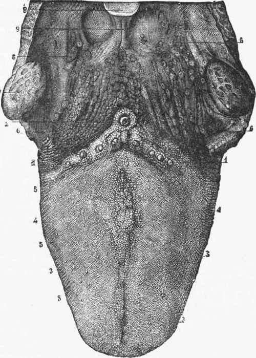 Drawing of upper surface of the tongue, showing the position of the papillae.