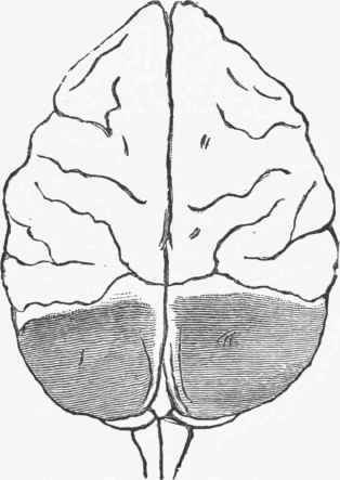Extirpation of the posterior lobes.