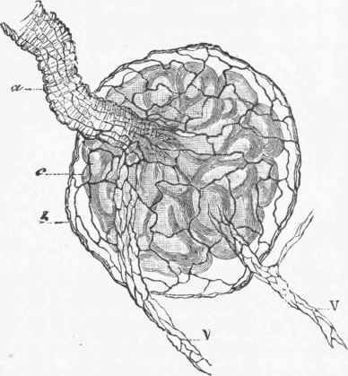 Glomerulus, treated with silver nitrate, showing the endothelium.