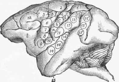 Left hemisphere of monkey, showing details of motor areas.