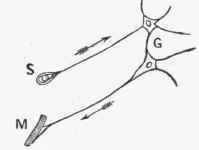 S. Sensory receiving organ with attached afferent nerve fibre.