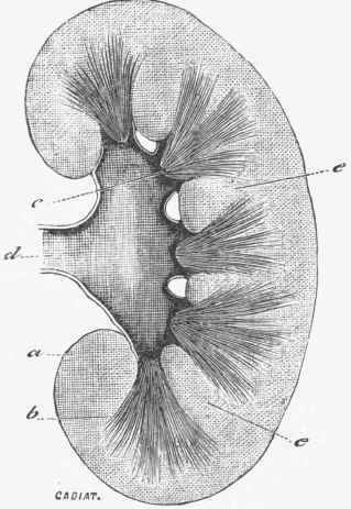Section of Kidney of Man.