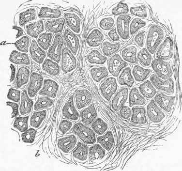 Section of Mammary Gland during active lactation (human), (a) Saccules lined with regular epithelium.