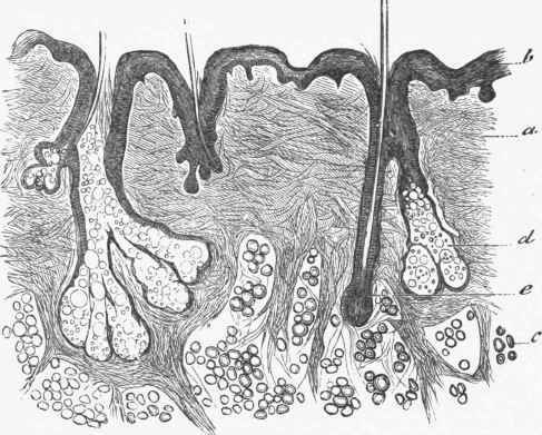 Section of Skin showing the roots of three hairs and two large sebaceous glands (d).