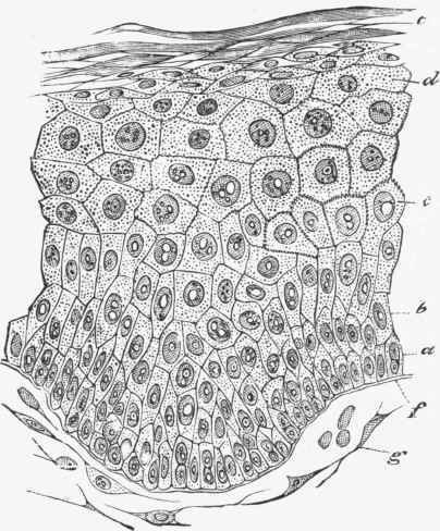 Section of the epiderm of the prepuce showing the superimposed layers of cells of a stratified epithelium.