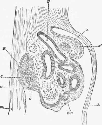 Section of the inner part of the pleuroperitoneal cavity through the origin of the genitourinary organs.