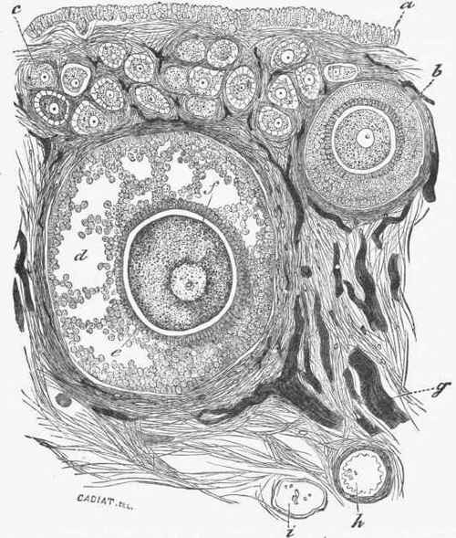 Section of the ovary of a cat, showing the origin and the development of Graafian follicles.