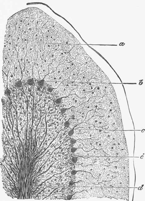 Section through a part of the cerebellum.
