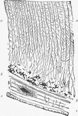 Section through a portion of the Fang of a Tooth.