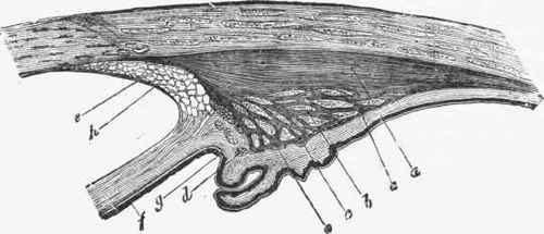 Section through the ciliary region, showing the relation of the iris.