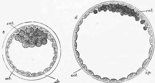 Sections of the ovum of a rabbit, showing the formation of the blastodermic vesicle