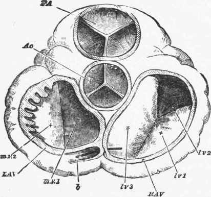 The Orifices of the Heart seen from above, both the auricles and the great vessels being removed.