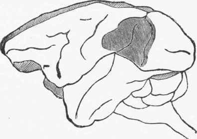 The dark shading shows the region of the angular gyrus of a monkey, injury of which is followed by transient blindness.