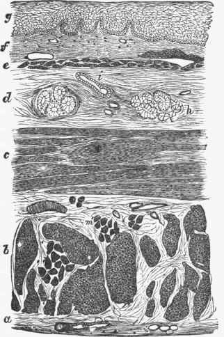 Transverse section of Oesophagus. {Horsley).