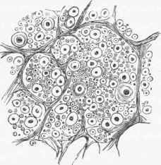 Transverse section of nerve fibres, showing the axis cylinders cut across, and looking like dots surrounded by a clear zone, which is the medullary sheath.