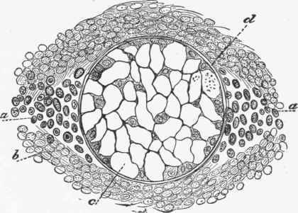 Transverse section of the chorda dorsalis and neighboring substance.