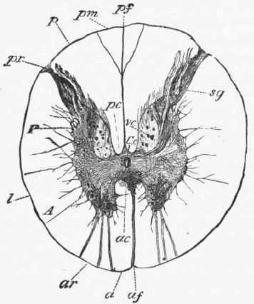 Transverse section of the dorsal region of the spinal cord.